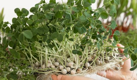 Як виростити мікрозелень в домашніх умовах: 7 способів